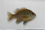 Dollar sunfish