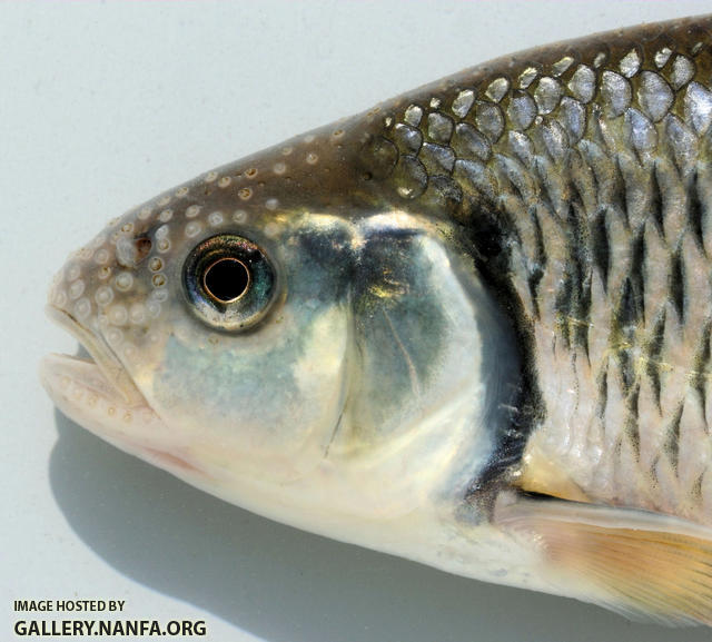 Luxilus chrysocephalus Striped Shiner 750