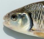 Luxilus chrysocephalus Striped Shiner 750