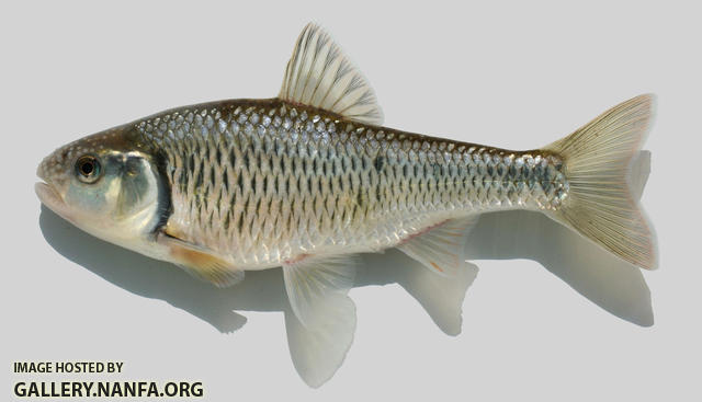 Luxilus chrysocephalus Striped Shiner