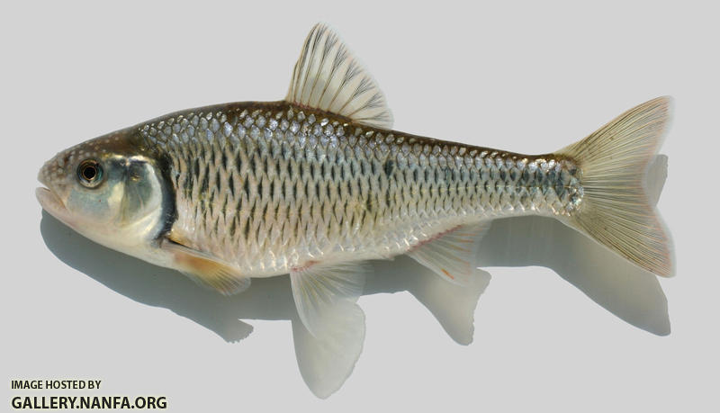 Luxilus chrysocephalus Striped Shiner