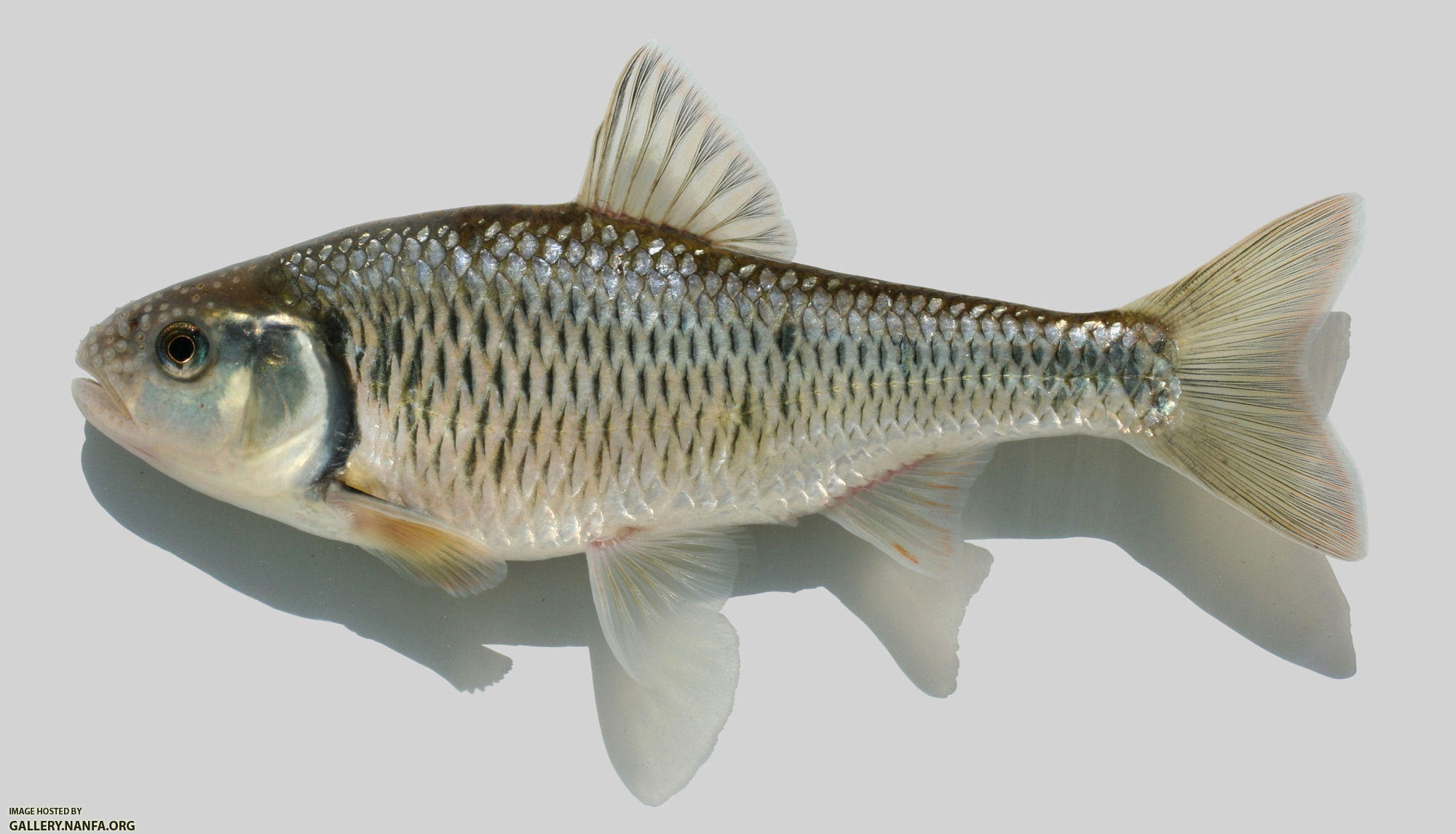 Luxilus chrysocephalus Striped Shiner