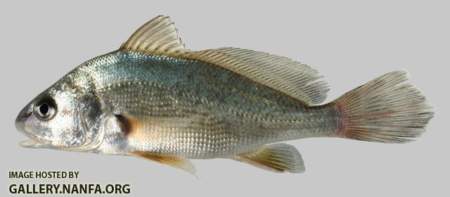 Aplodinotus grunniens  Freshwater Drum  6