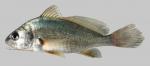 Aplodinotus grunniens  Freshwater Drum  6