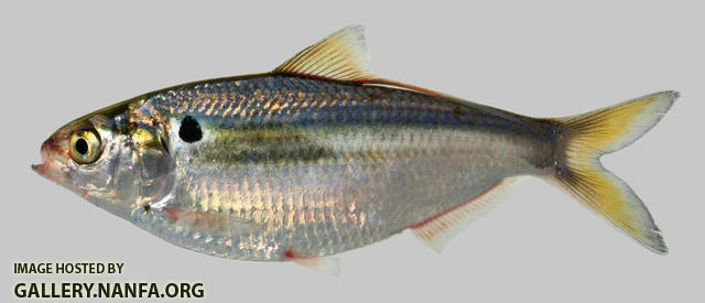 Dorosoma petenense Threadfin Shad