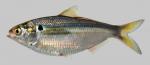 Dorosoma petenense Threadfin Shad