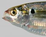 Dorosoma petenense  Threadfin Shad