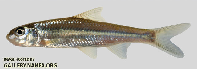 Macrhybopsis storeriana Silver Chub 5