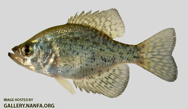 Pomoxis nigromaculatus Black Crappie 5