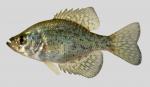 Pomoxis nigromaculatus Black Crappie 5