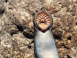 Sea Lamprey