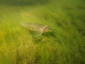 Northern Greenside Darter