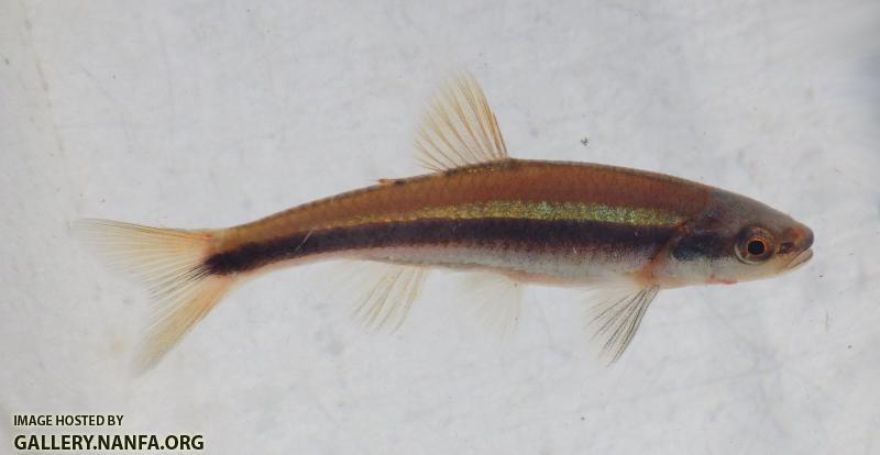 lutipinnus orangish