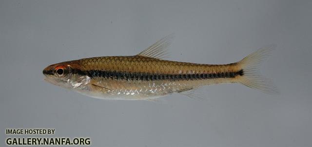 Whitemouth shiner