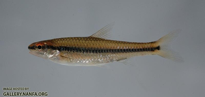 Whitemouth shiner