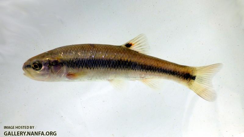 creek chub