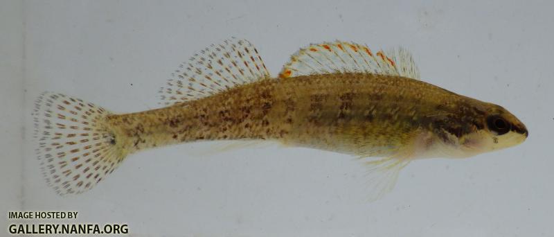 christmas darter 1