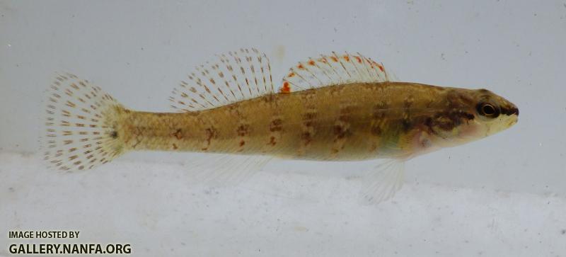 christmas darter 2