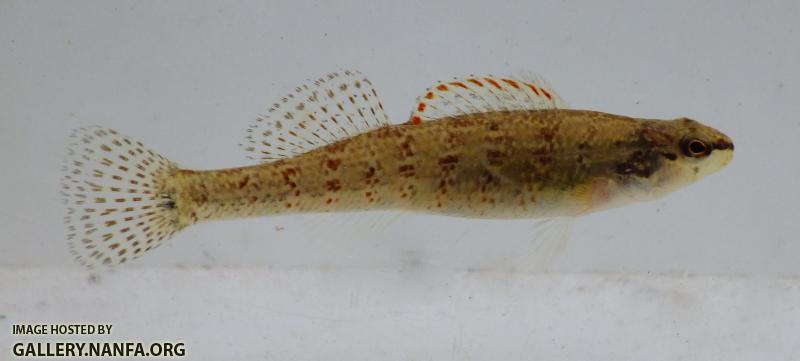 christmas darter 3