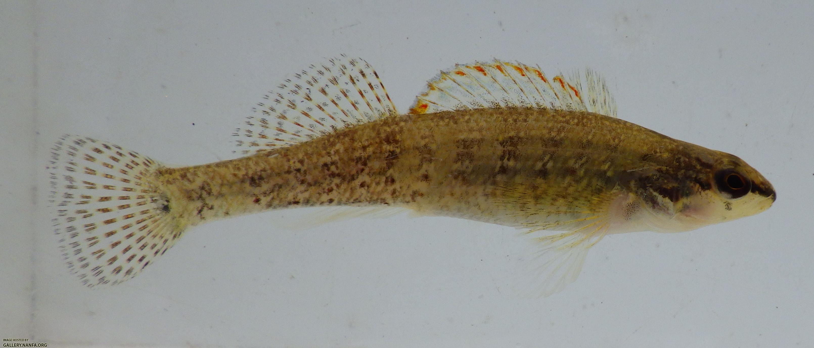 christmas darter 1