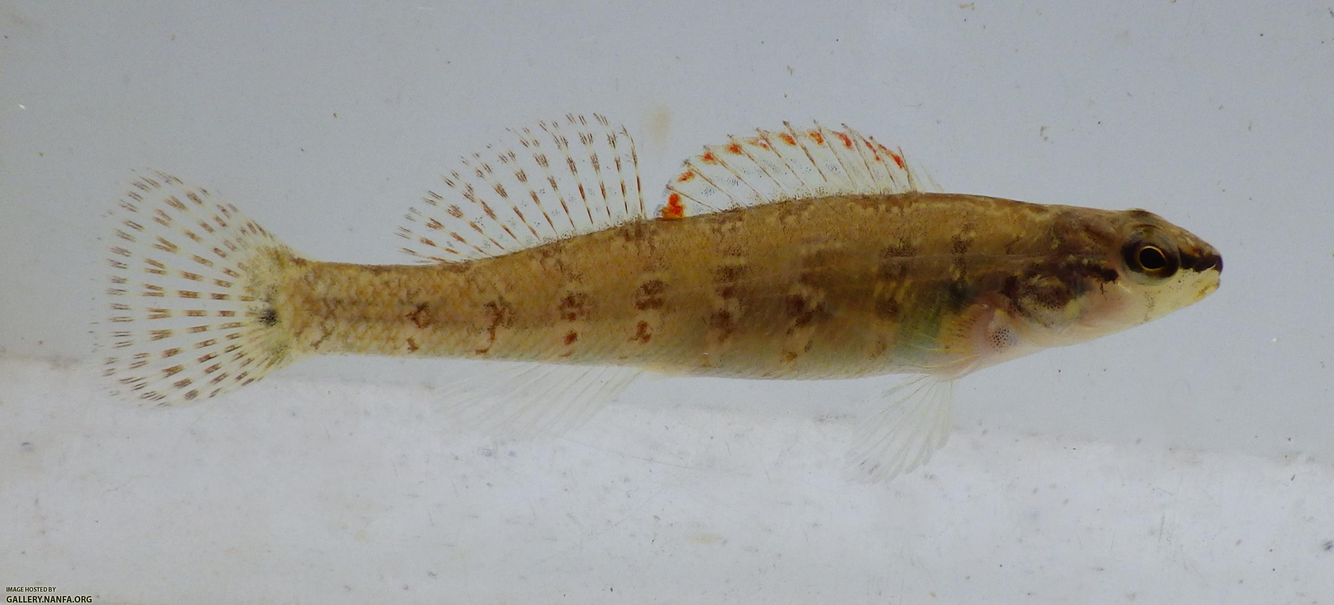 christmas darter 2