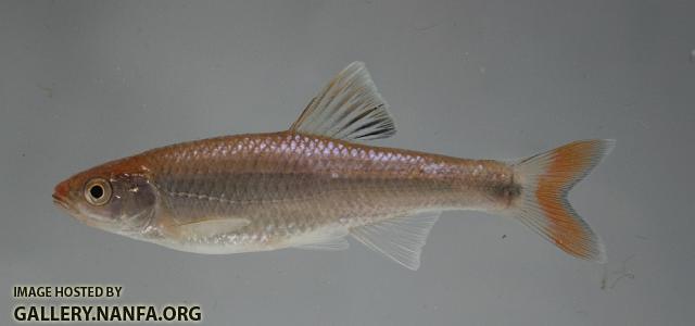 Fieryblack shiner