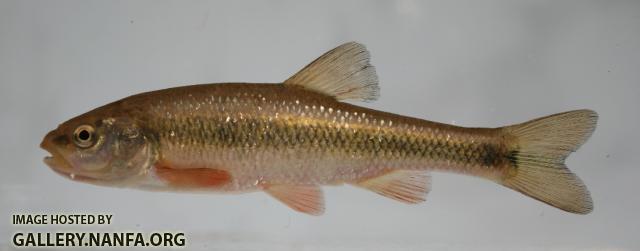 Sandhills chub