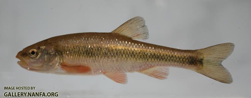 Sandhills chub