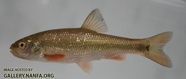 Sandhills chub 2