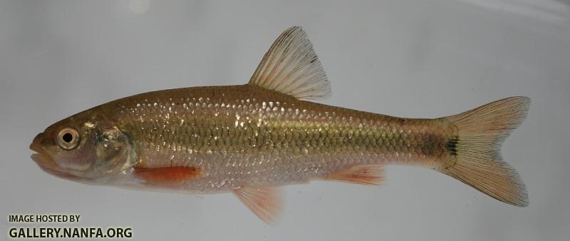 Sandhills chub 2