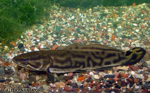 Bowfin Juvenile