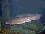 Bowfin Adult