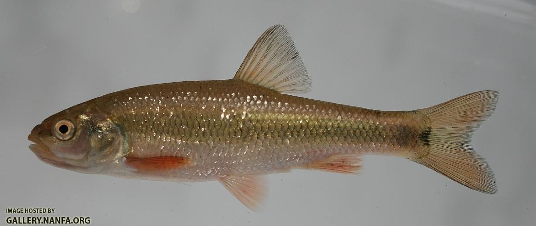 Sandhills chub 2