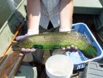 Bowfin Adult2