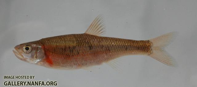 Rosyside dace