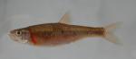 Clinostomus