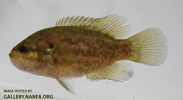 Mud sunfish