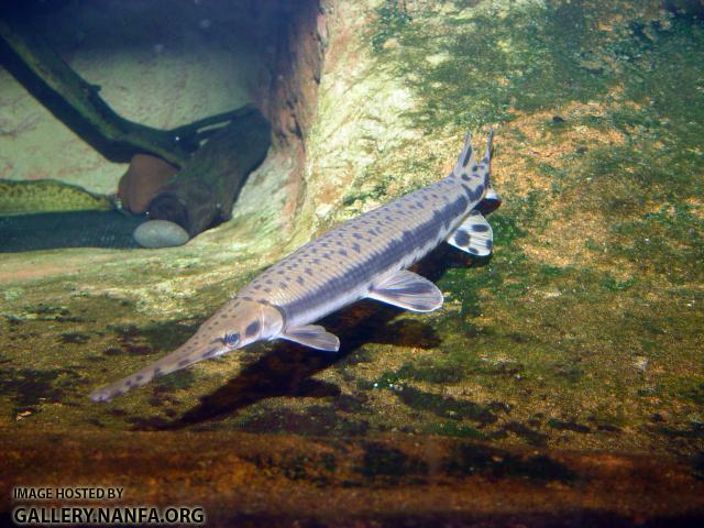 Longnose Gar