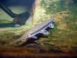 Longnose Gar