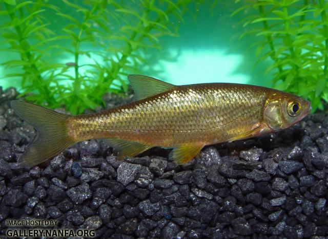 Golden Shiner