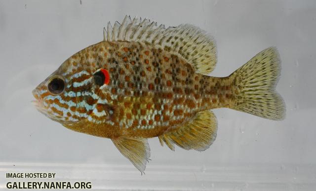 Pumpkinseed