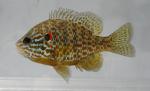 Pumpkinseed