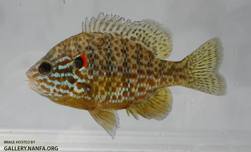 Pumpkinseed