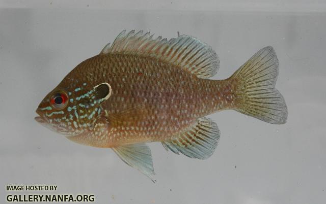 Dollar sunfish 2