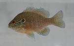 Dollar sunfish 2