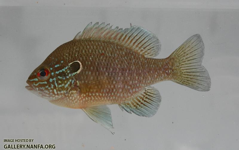 Dollar sunfish 2