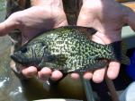 Black Crappie - Pomoxis nigromaculatus