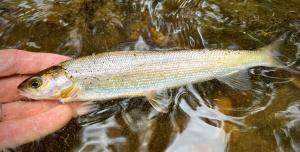 Arctic Grayling