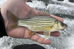 Yellow Bass  Budd Lake Martin Co, MN