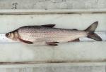 Humpback Whitefish - Coregonus pidschian - Paxson Lake, AK 10 July 2024